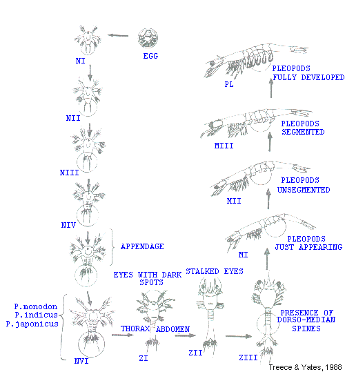 larval-stages